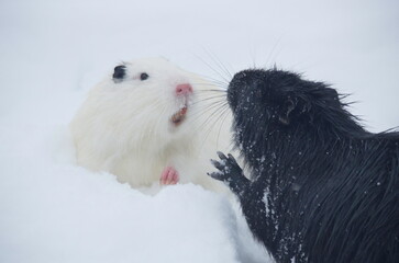 The white and black nutria sort things out in winter.
