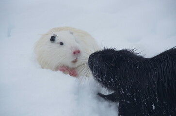 The white and black nutria sort things out in winter.