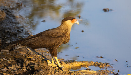 Southern Crested Caracara waiting at a wetland for some prey, in the Pantanal wetlands of Brazil