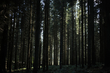 Dense group of scots pines - Kirkhill forest - Aberdeen city - Scotland - UK