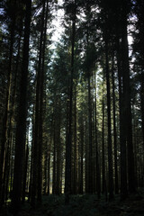 Dense group of scots pines - Kirkhill forest - Aberdeen city - Scotland - UK