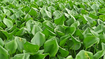 Fototapeta premium Eichhornia crassipes in the river