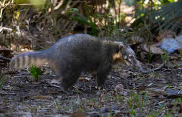 Cute South American Coati roaming around in the Pantanal wetlands of Brazil