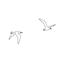 Albatross	 line art on white backgroun
