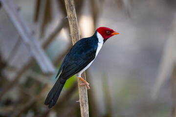 Yellow-billed Cardinal (Paroaria Capitata) in the bushes of the Pantanal wetlands of Brazil