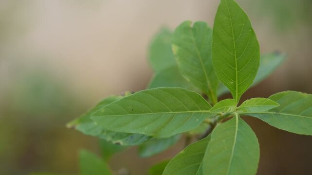 Peristrophe bivalvis branch green leaves or tree on natural background.
