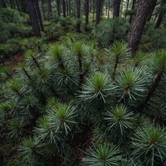 Fototapeta premium A dense pine forest with soft needles carpeting the ground.