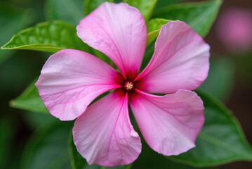 A close-up photograph of a pink flower with a red center featuring light pink petals and green leaves.