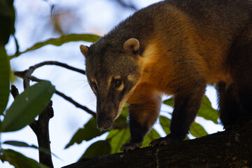 Cute South American Coati climbing a tree in the Pantanal wetlands of Brazil