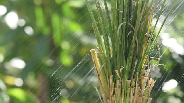 Raining to vetiver trees on natural background.