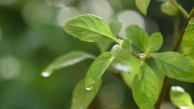 Peristrophe bivalvis branch green leaves and water drop on natural background