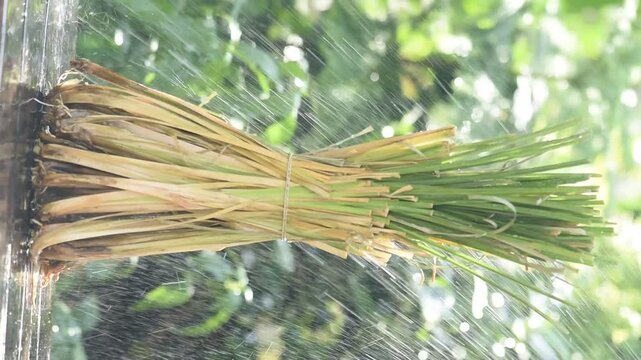 Raining to vetiver trees on natural background.
