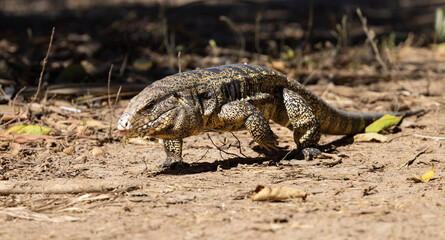 Black and White Tegu exploring the area in the Pantanal wetlands of Brazil