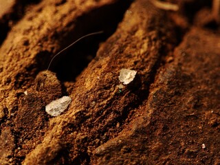 Close-up of cracked dried up soil .
