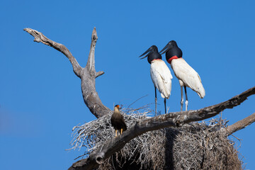 Pair of Jabiru storks in their nest high on a tree in the Pantanal wetlands of Brazil