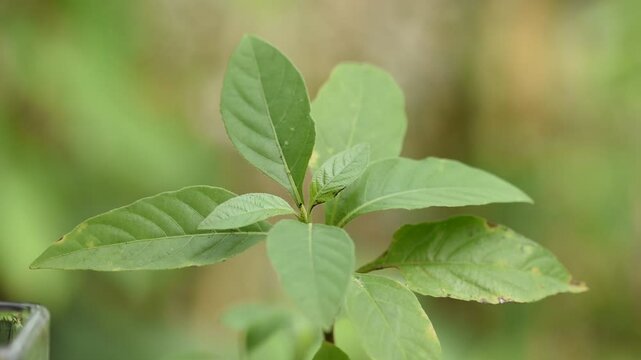 Peristrophe bivalvis branch green leaves or tree on natural background.
