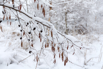 alder branches with buds