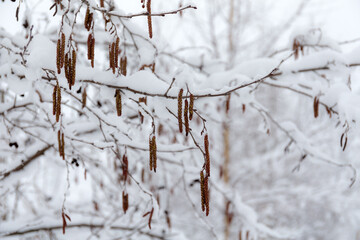 alder branches with buds under snow