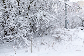trees under snow in spring