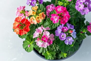Fototapeta premium Colorful Blooming Flowers in a Pot