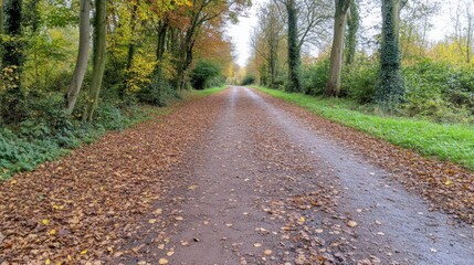 Obraz premium Autumn walk along leaf-covered path serene forest nature photography peaceful environment wide-angle view seasonal beauty
