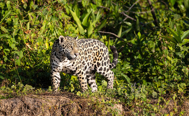 Jaguar observing the river bank hunting for hidden Caiman in the Pantanal wetlands in Brazil