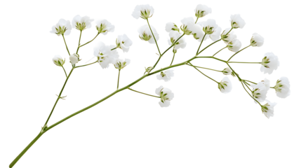 Twig of gypsophila flowers isolated on white or transparent background