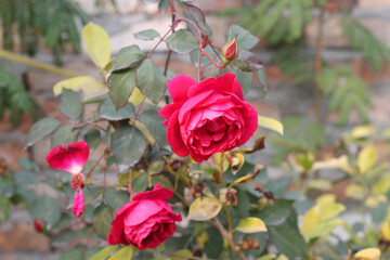 red roses flower with green leaves in a  garden