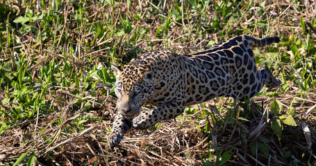 Jumping Jaguar attacking a hidden Caiman in the Pantanal wetlands in Brazil