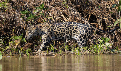 Jaguar observing the wetland hunting for hidden Caiman in the Pantanal wetlands in Brazil