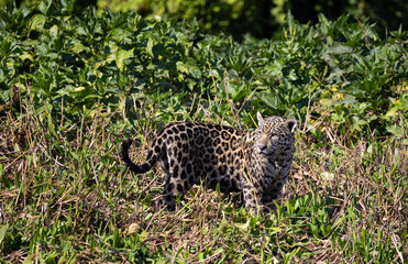 Jaguar observing the wetland hunting for hidden Caiman in the Pantanal wetlands in Brazil