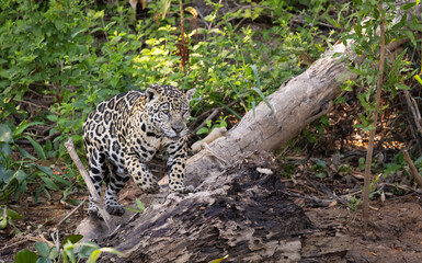 Jaguar observing the wetland hunting for hidden Caiman in the Pantanal wetlands in Brazil