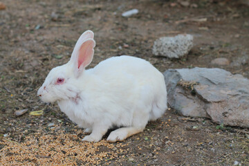 a rabbit with a red eye and a spot of blood on its face.