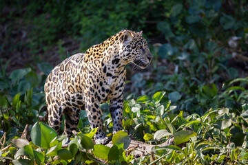 Jaguar observing the wetland hunting for hidden Caiman in the Pantanal wetlands in Brazil