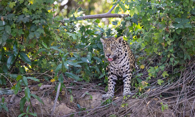 Jaguar observing the river hunting for hidden Caiman in the Pantanal wetlands in Brazil