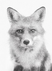 Naklejka premium An AI-generated image of a fox redrawn as a black and white pencil drawing