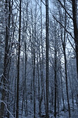This is a forest view in sunny winter day. Trees are covered with snow.