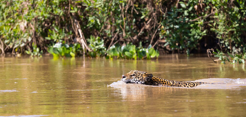 Jaguar with reflection swimming in the water hunting for hidden Caiman in the Pantanal wetlands in Brazil