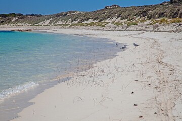 A flock of seagulls walking along a white sandy beach by the turquoise sea
