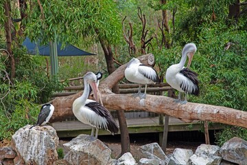Group of pelicans perched on a log surrounded by lush green trees in natural habitat
