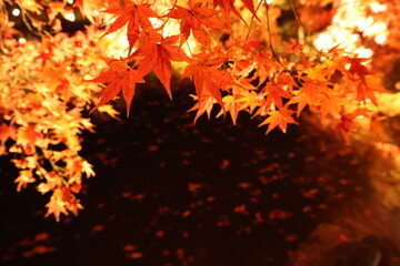 ライトアップされた紅葉