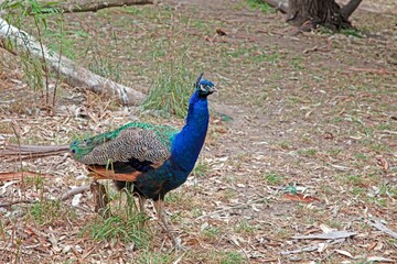 Obraz premium A vibrant peacock displaying colorful feathers in a forested environment