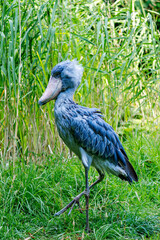 Shoebill or whalehead stands alone The adult is mainly grey while the juveniles are browner. a very large stork-like bird It lives in tropical east Africa in large swamps from Sudan to Zambia