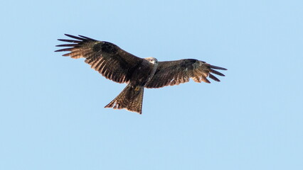 osprey in flight
