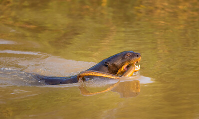Giant Otter with reflection caught a snake in the Pantanal river of Brazil