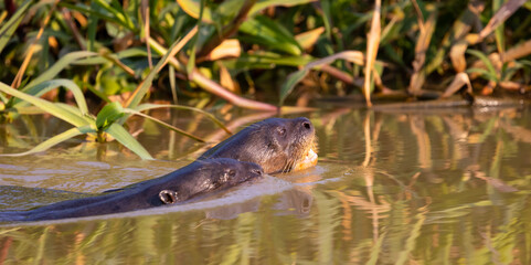 A pair of Giant Otter with reflection swimming  in the Pantanal river of Brazil