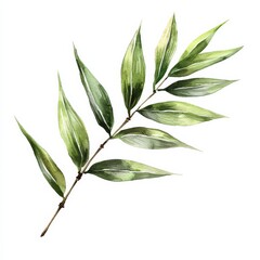 Fototapeta premium A delicate green leaf branch with long, slender leaves, showcasing a natural and artistic design.