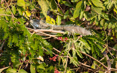 Wild Green Iguana resting in a bush along the Pantanal river of Brazil