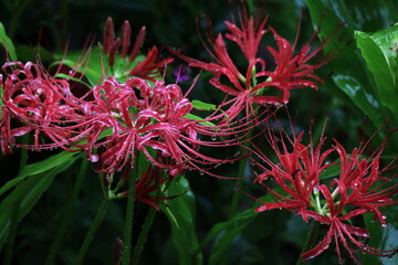 雨に濡れた赤い彼岸花