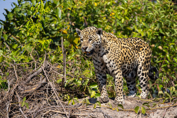 Jaguar observing the wetland hunting for hidden Caiman in the Pantanal wetlands in Brazil